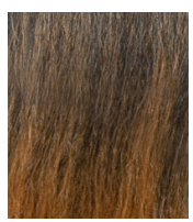 YELLOW TAIL SENEGAL TWIST WNT 12&quot;